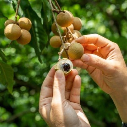 Plants Villa - Tropical Longan Grafted Fruit Plant Plants Villa - Tropical Longan Grafted Fruit Plant
