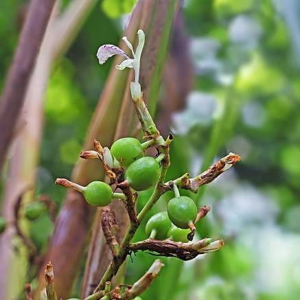 Plants Villa - Green Cardamon Plant_(Elaichi)