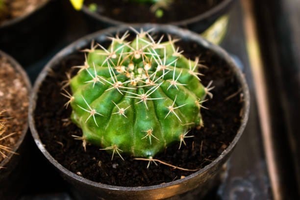 Plants Villa - Echinopsis Tubiflora Cactus