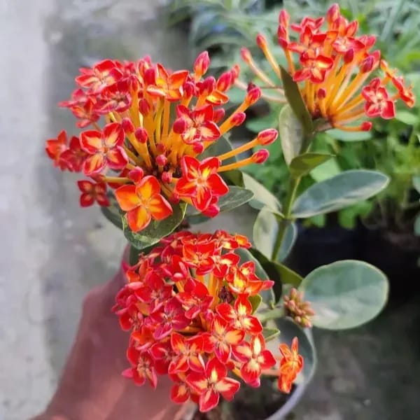 Plants Villa - Thailand Variety Ixora Flower Plant