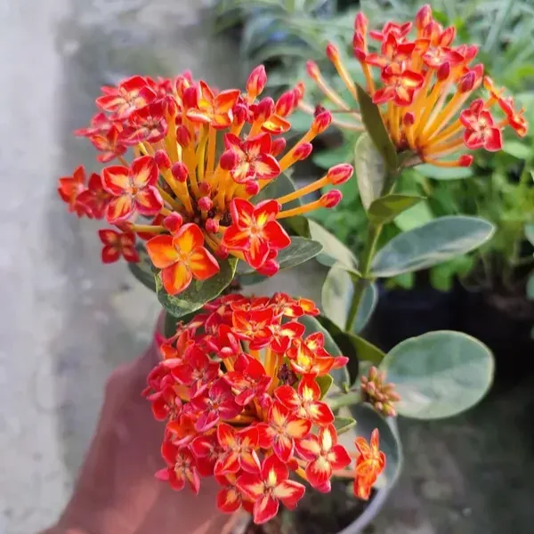 Plants Villa - Thailand Variety Ixora Flower Plant
