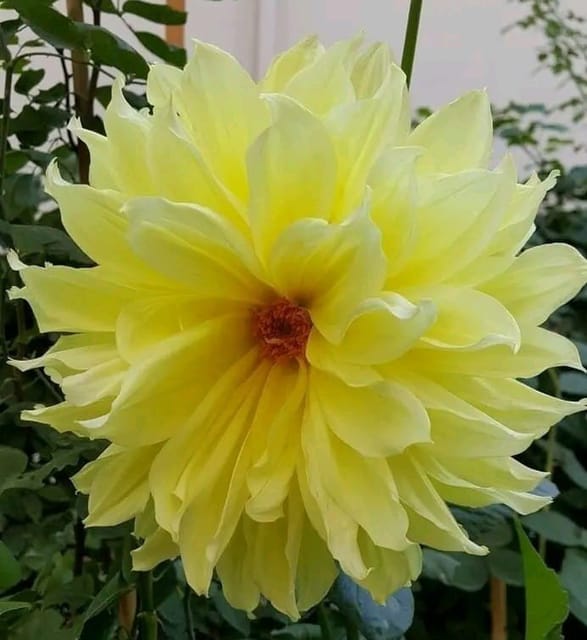Plants Villa - Dahlia Flower Plant_Yellow Plants Villa - Dahlia Flower Plant_Yellow