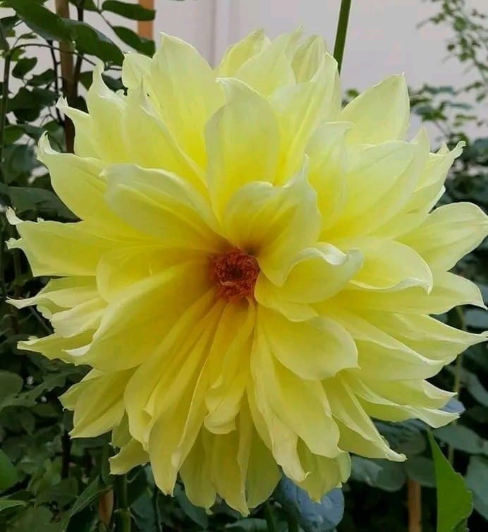 Plants Villa - Dahlia Flower Plant_Yellow