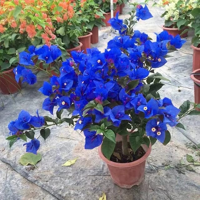Plants Villa - Exotic Blue Colour Rare Bougainvellia Flower Plant Plants Villa - Exotic Blue Colour Rare Bougainvellia Flower Plant