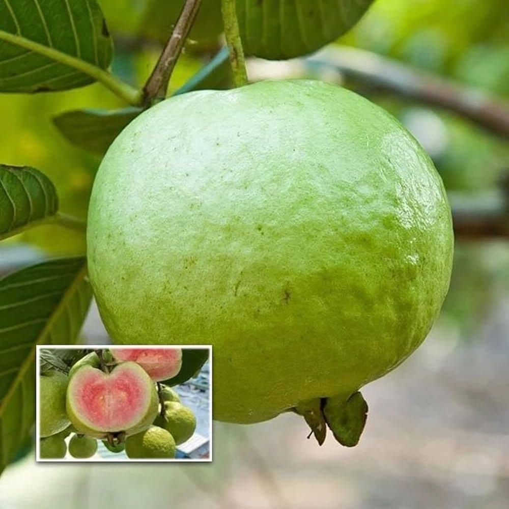 Plants Villa - Madhuri Gauva | Grafted & Hybrid Fruit Plant