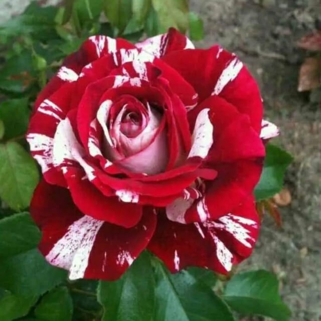 Plants Villa - Abracadabra Rose Flower Plant Plants Villa - Abracadabra Rose Flower Plant