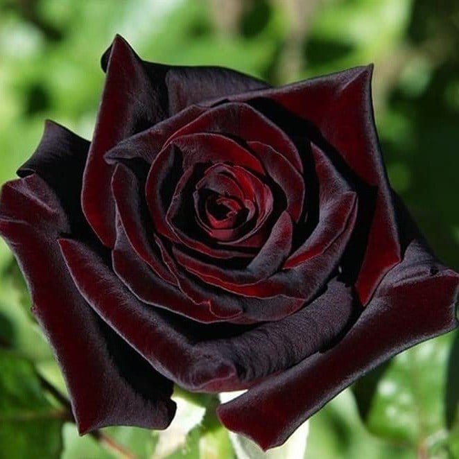 Plants Villa - Black Lady Rose Flower Plant