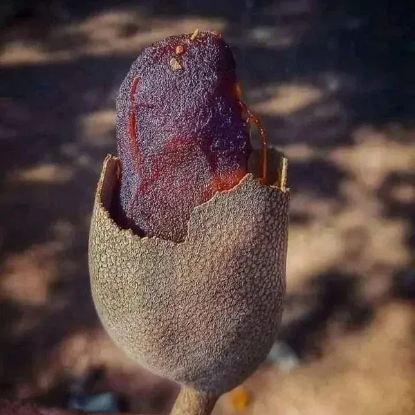 Plants Villa - Sweet Alltime Tamarind_(Imli) Fruit Plant