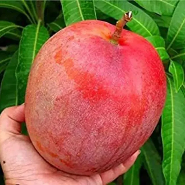 Plants Villa - Miyazaki Mango Grafted Fruit Plant
