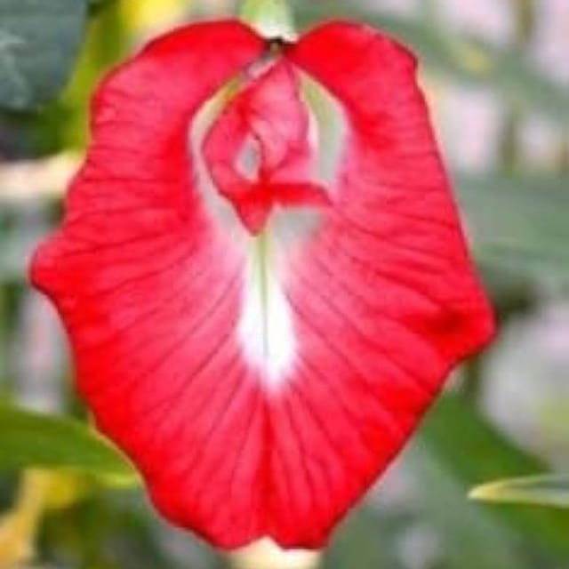 Plants Villa - Aparajita Flower Plant_Red Plants Villa - Aparajita Flower Plant_Red