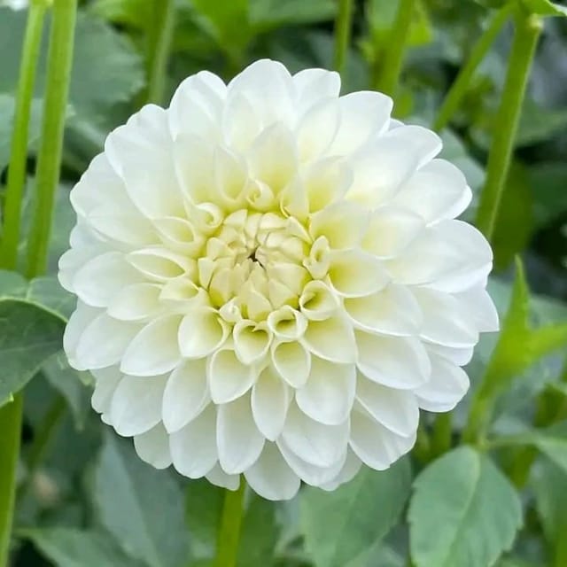 Plants Villa - Dahlia Flower Plant_White Plants Villa - Dahlia Flower Plant_White