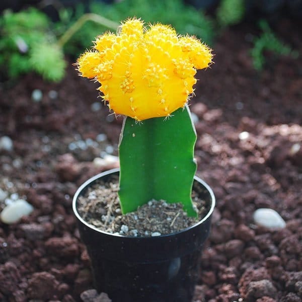 Plants Villa - Moon Cactus Grafted_Yellow Plants Villa - Moon Cactus Grafted_Yellow