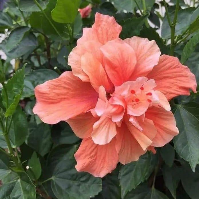 Plants Villa - Double Petal Variety Grafted Hibiscus Flower Plant