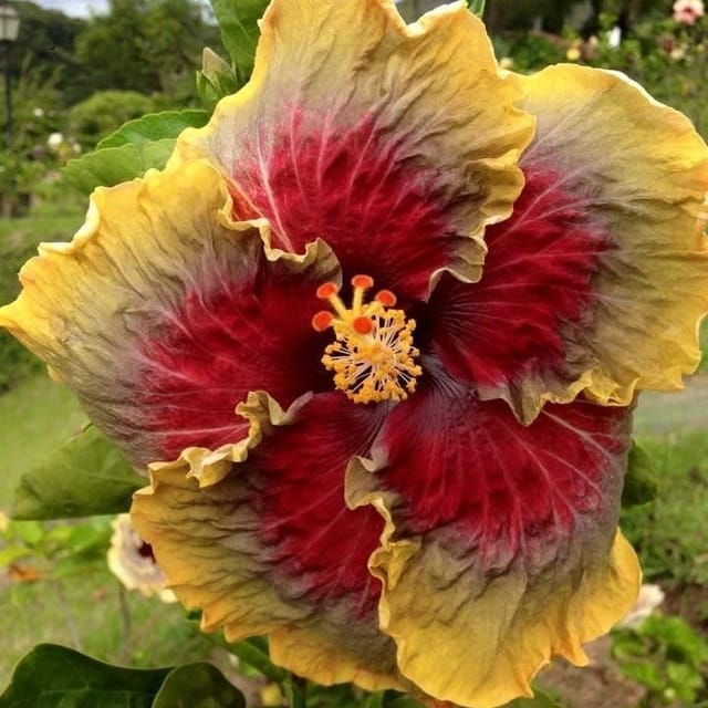 Plants Villa - American Variety Grafted Hibiscus Flower Plant Plants Villa - American Variety Grafted Hibiscus Flower Plant