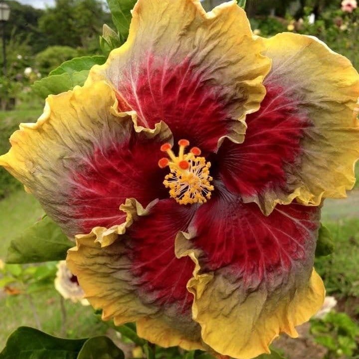 Plants Villa - American Variety Grafted Hibiscus Flower Plant