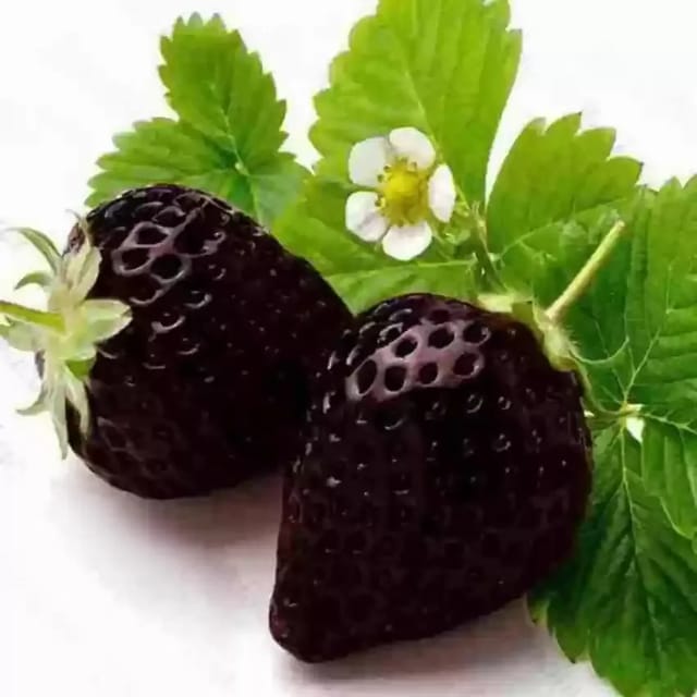 Plants Villa - Strawberry Fruit Plant