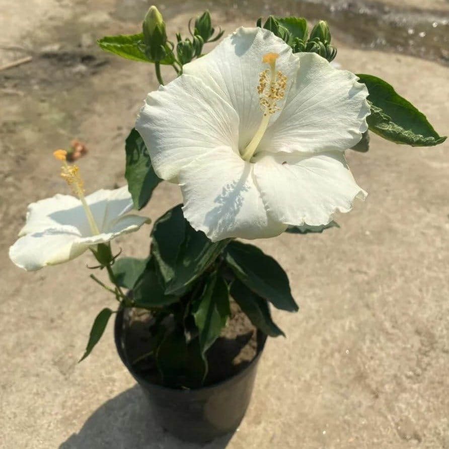 Plants Villa - American Variety Grafted Hibiscus Flower Plant_White