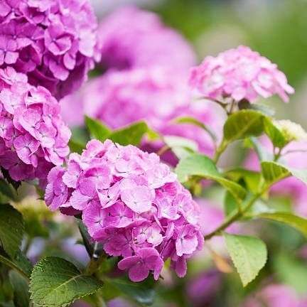 Plants Villa - Hybrid Hydrangea Flower Plant_Pink