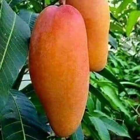Plants Villa - Thai Variety Super Queen Mango | Grafted Fruit Plant