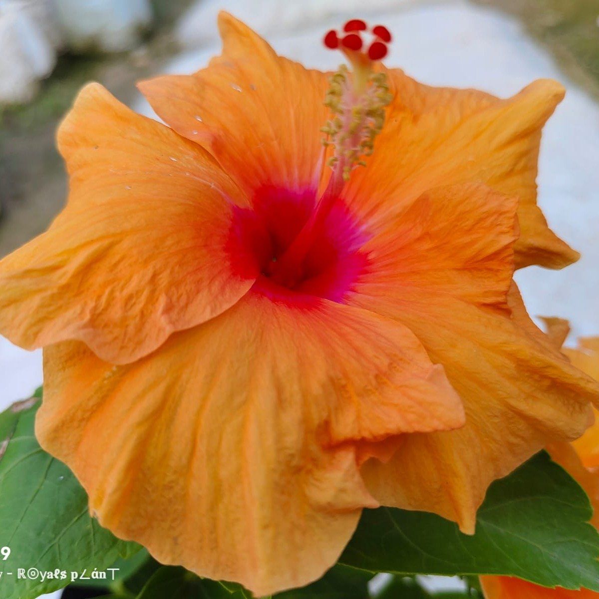 Plants Villa - American Hibiscus Flower Plant_Orange