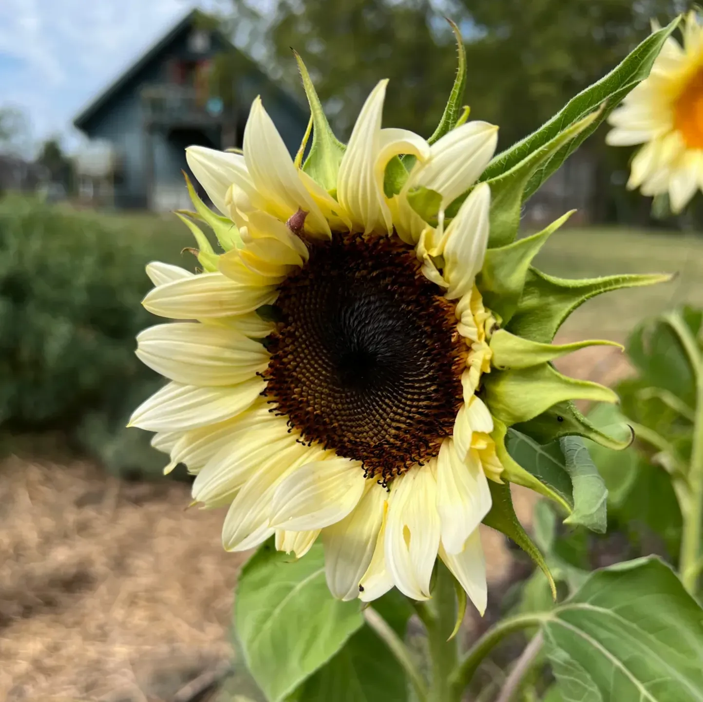 Plants Villa - Sun Flower Live Plant_White