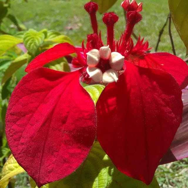 Plants Villa - Mussaenda Philippica Flower Plant_Red