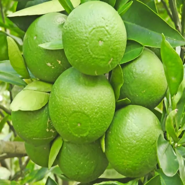 Plants Villa - Bari-1 Sweet Malta Grafted Fruit Plant Plants Villa - Bari-1 Sweet Malta Grafted Fruit Plant