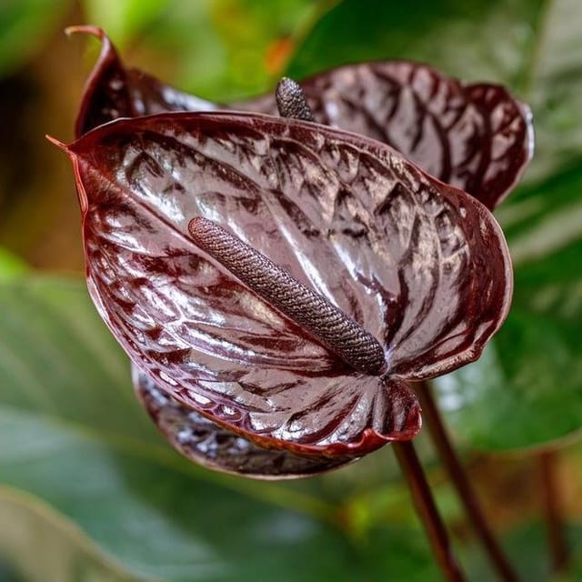 Plants Villa - Anthurium Andreanum Dark Gift Plant_Red Plants Villa - Anthurium Andreanum Dark Gift Plant_Red