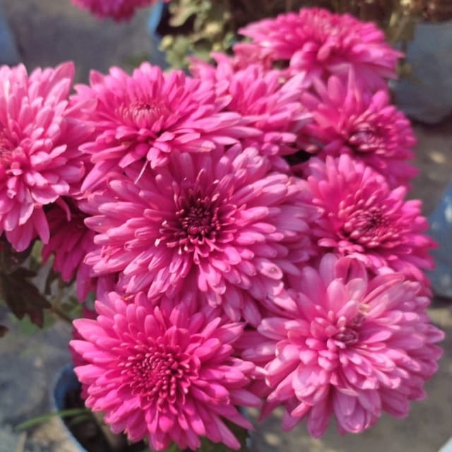 Plants Villa - Chrysanthemum Chandramallika Flower Plant_Purple Plants Villa - Chrysanthemum Chandramallika Flower Plant_Purple