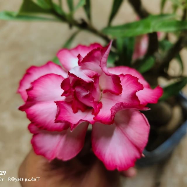 Plants Villa - Rosey Adenium Grafted Flower Plant_White Plants Villa - Rosey Adenium Grafted Flower Plant_White