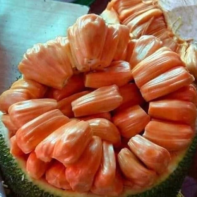 Plants Villa - Siddhu Jackfruit Grafted & Hybrid Fruit Plant