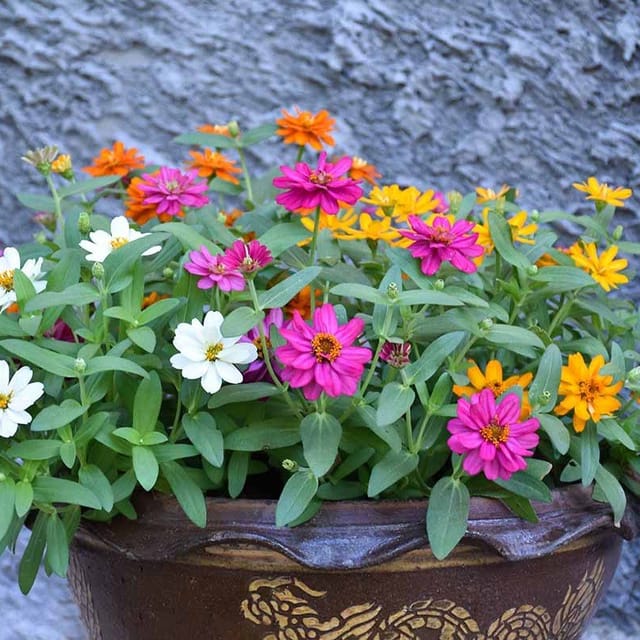 Plants Villa - Mixed Zinnia Flower Plant 4 Colours (Pack of 1) Plants Villa - Mixed Zinnia Flower Plant 4 Colours (Pack of 1)
