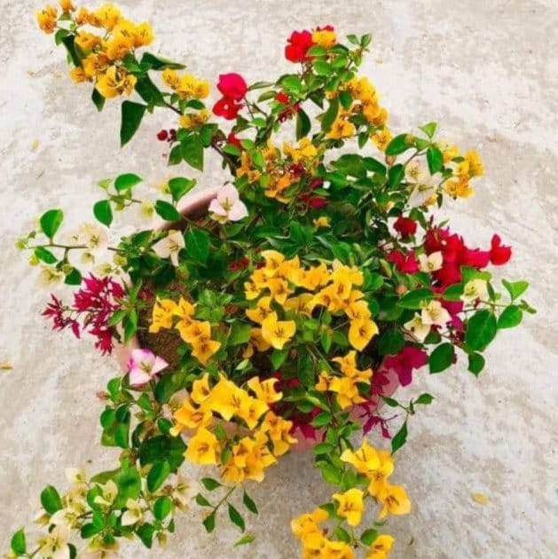 Plants Villa - Thai Multicolour Bougainvellia | Multigrafted Flower Plant_(10 Colours)