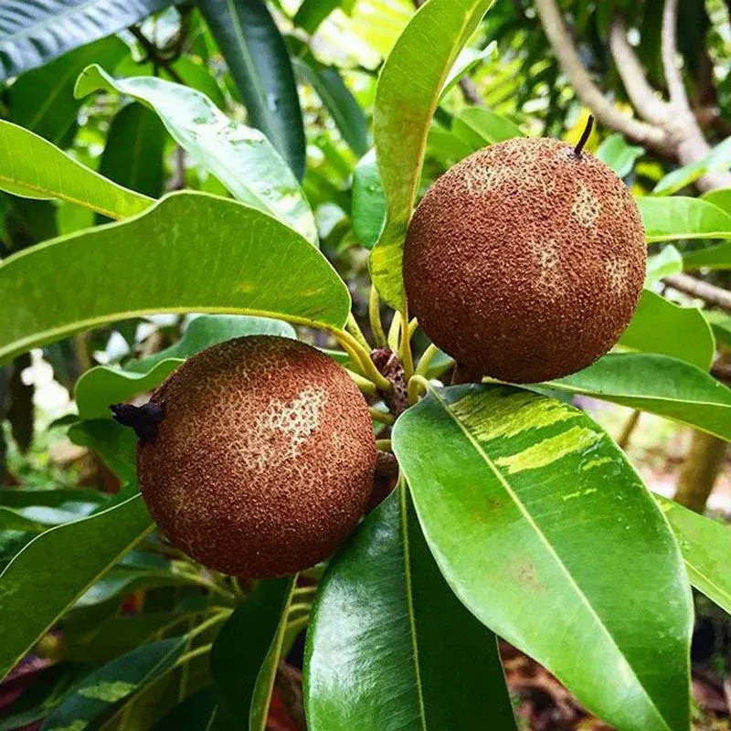 Plants Villa - Verigated Chikoo Grafted Fruit Plant