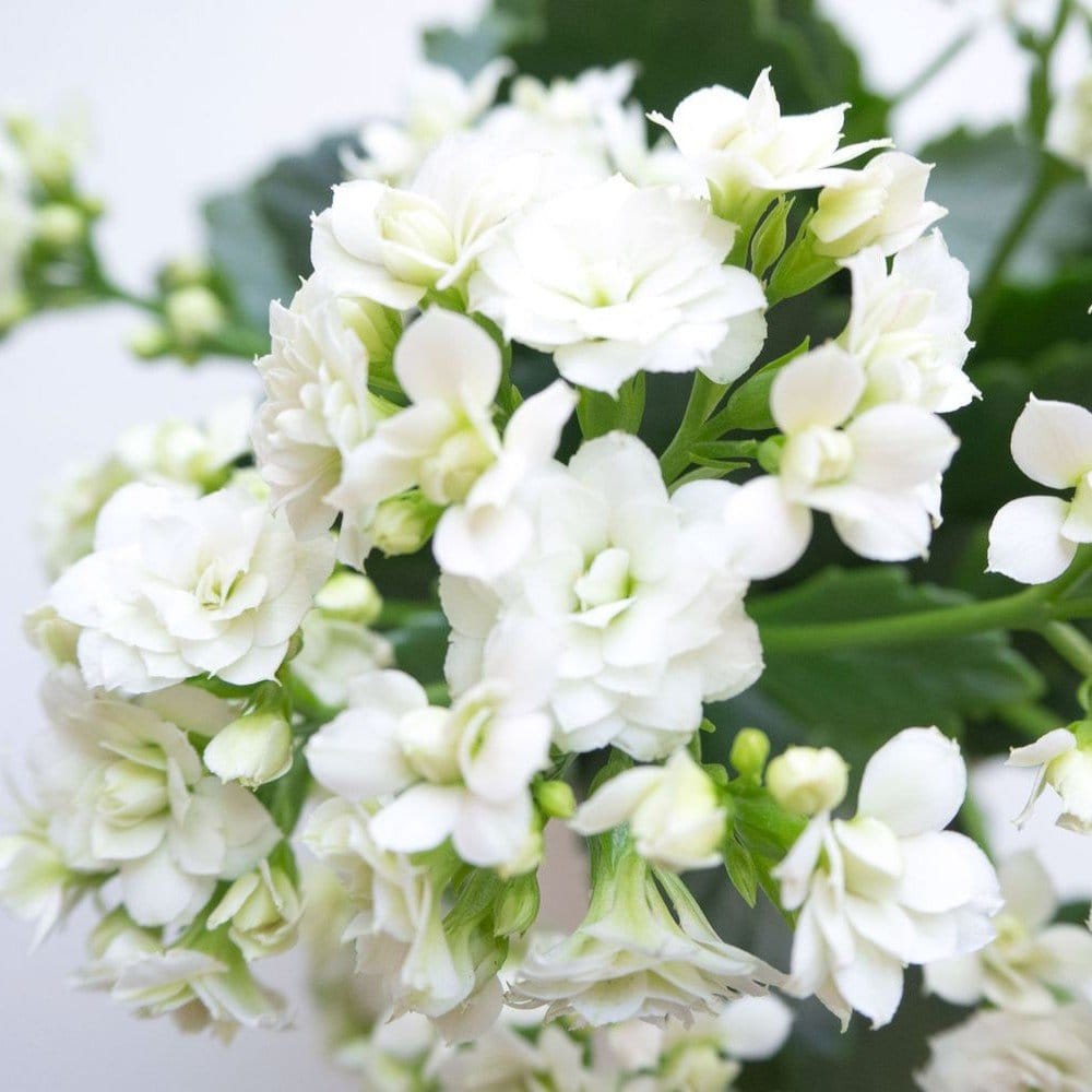 Plants Villa - Kalanchoe Flower Plant_White