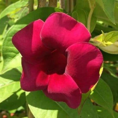 Plants Villa - Hybrid Allamanda Flower Plant Expensive_Red Plants Villa - Hybrid Allamanda Flower Plant Expensive_Red