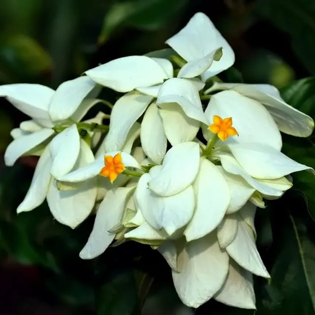 Plants Villa - Mussaenda Philippica Flower Plant_White Plants Villa - Mussaenda Philippica Flower Plant_White