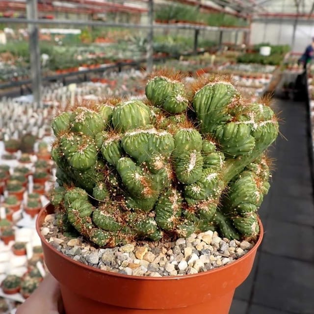Plants Villa - Cacti Cereus Repandus Petra Cactus_(Medium Size) Plants Villa - Cacti Cereus Repandus Petra Cactus_(Medium Size)