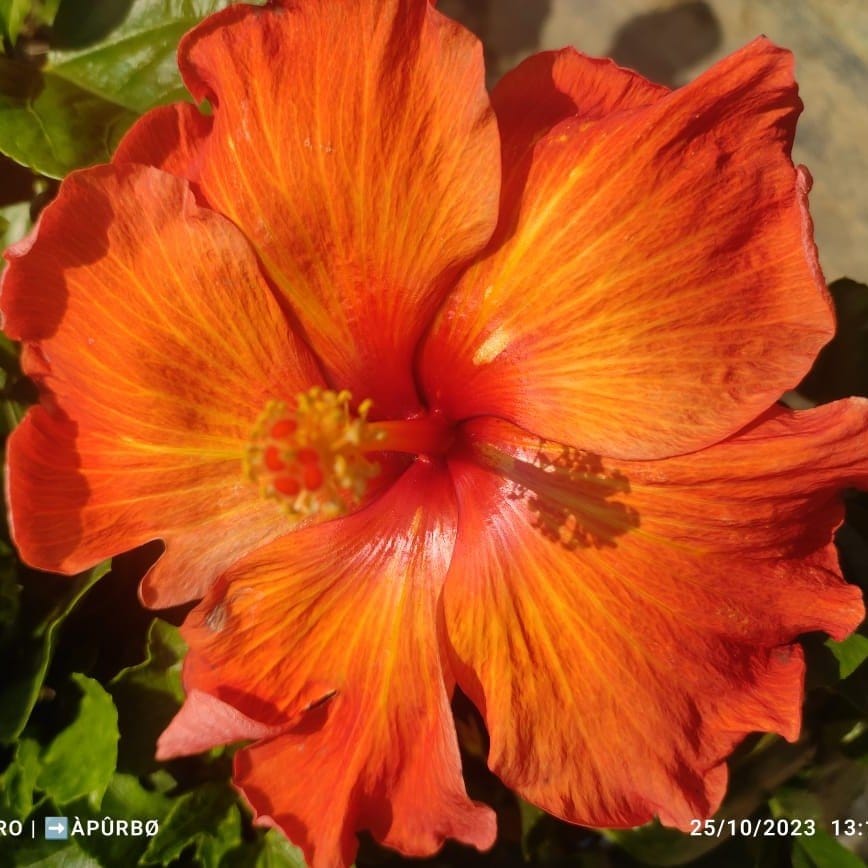 Plants Villa - Australian Variety Grafted Hibiscus Flower Plant