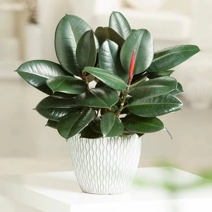 Plants Villa - Chainise Rubber Plant