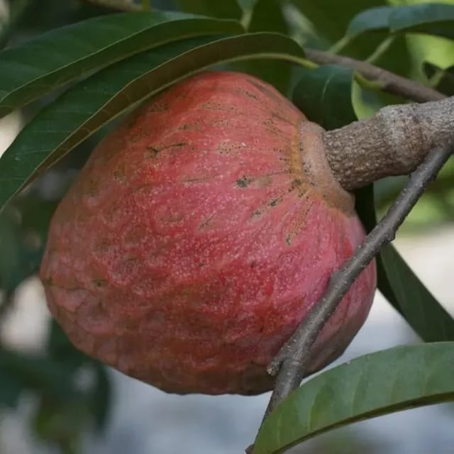 Plants Villa - Annona Reticulata Ramphal Grafted Fruit Plant