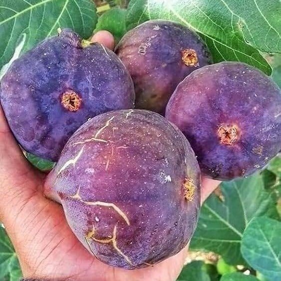 Plants Villa - Five Fingure Fig Grafted Fruit Plant Plants Villa - Five Fingure Fig Grafted Fruit Plant
