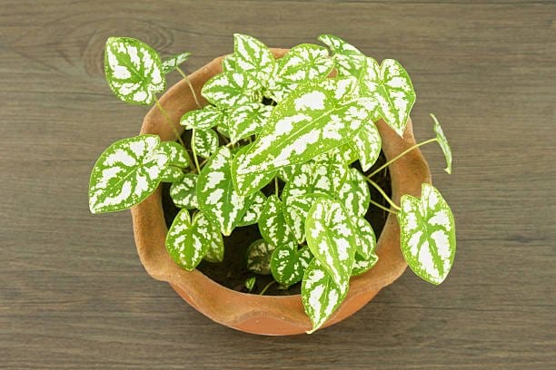 Plants Villa - Caladium Humboldtii Plant