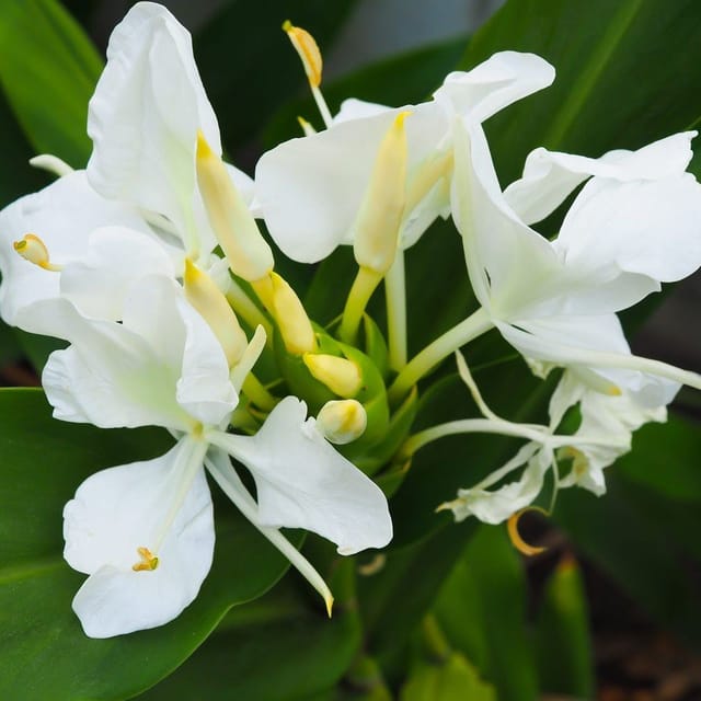 Plants Villa - Ginger Lily Flower Plant_White