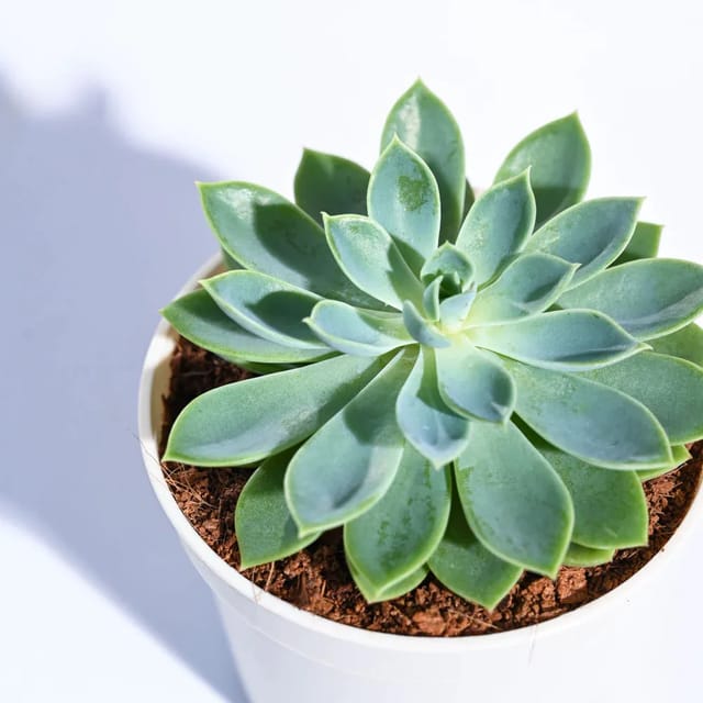 Plants Villa - Echeveria Pegasus Sacculents Plants Villa - Echeveria Pegasus Sacculents