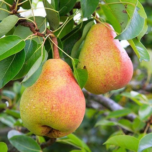 Plants Villa - Nashpati Pear Grafted & Hybrid Fruit Plant Plants Villa - Nashpati Pear Grafted & Hybrid Fruit Plant