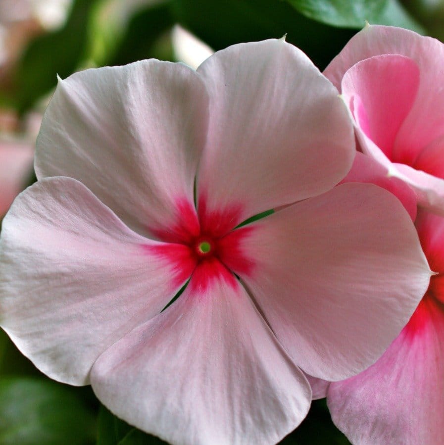 Plants Villa - Vinca Sadabahar Flower Plant_Pink