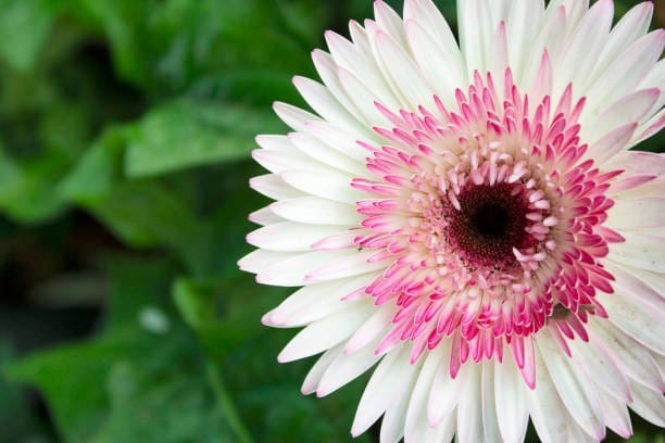 Plants Villa - Hybrid Gerbera Flower Plant_White Plants Villa - Hybrid Gerbera Flower Plant_White