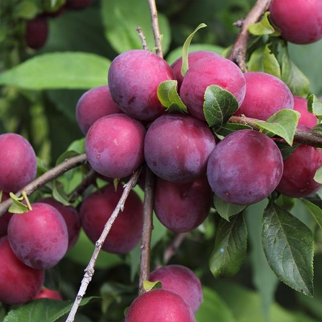 Plants Villa - Hybrid Aalu Bukhara Plum Grafted Fruit Plant Plants Villa - Hybrid Aalu Bukhara Plum Grafted Fruit Plant
