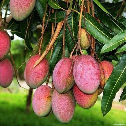 Plants Villa - Sindur Kouta Grafted Mango Fruit Plant Plants Villa - Sindur Kouta Grafted Mango Fruit Plant